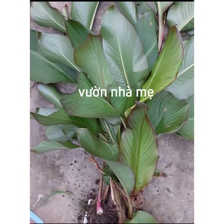 conbo 5 gốc cây dong riềng ( củ chuối, môn chuối)