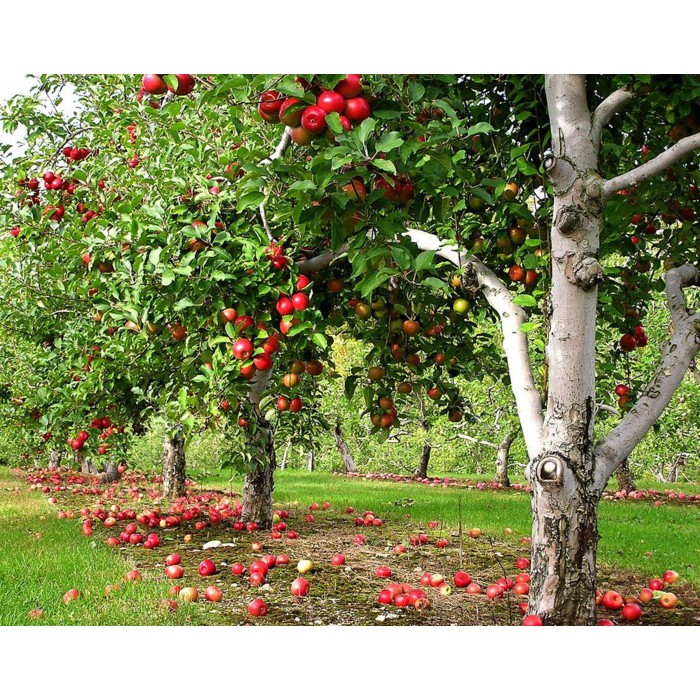 Tinh dầu Táo 10ML nguyên chất cao cấp Mộc Mây (Có kiểm định bộ y tế, chất lượng và mùi hương vượt trội)