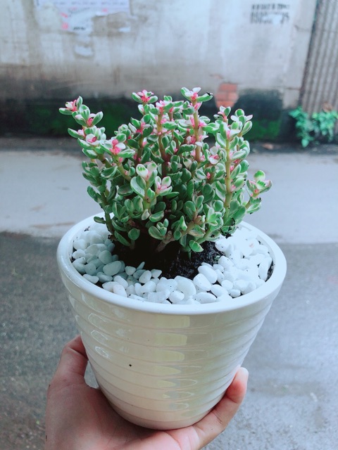 Chậu Đô La Hồng