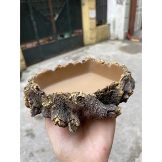 Máng ăn - Máng nước dành cho bò sát