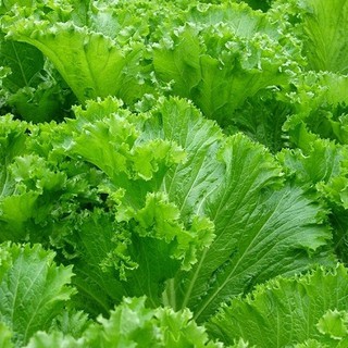 Hạt giống cây Cải Bẹ Mào Gà LS.92, năng suất cao, dùng để nấu canh, ăn lẩu - 20 Gr