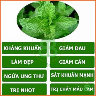 Rau Húng Lủi RADO 931 (Húng bạc hà) gói 0.2g