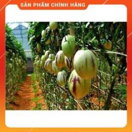 HẠT GIỐNG DƯA HẤU PEPINO GÓI 5 HẠT
