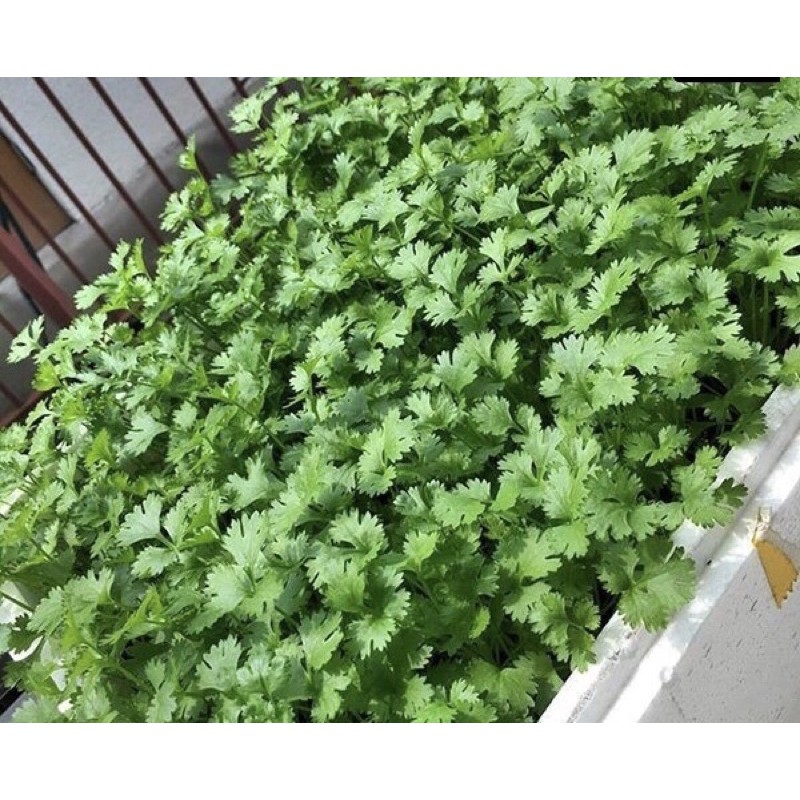 Hạt Giống Rau Mùi Ngò Ta | Rau Ngò Rí | SL: 20gram