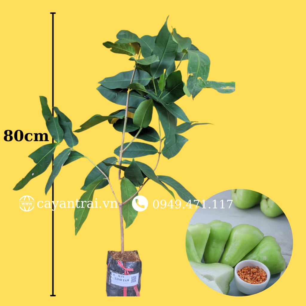 Cây Mận Xanh Tam Hoa