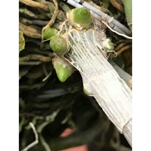 Phân bón lá kích thích ra rễ Roots 2, dạng nước, lọ 100ml, cho cây trồng - Hàng chính hãng