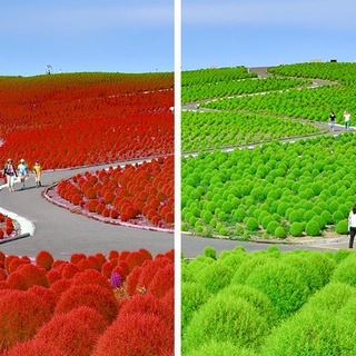 Hạt Giống Cỏ Đổi Màu