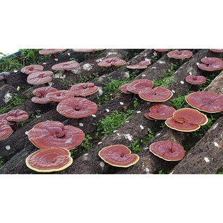 Nấm linh chi đỏ dạng khay Hàn Quốc