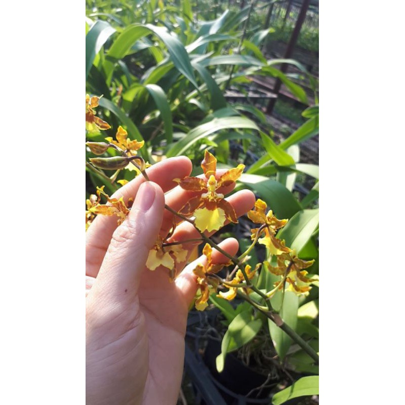 Hoa lan VŨ NỮ SU MÔ CÂY TRƯỞNG THÀNH