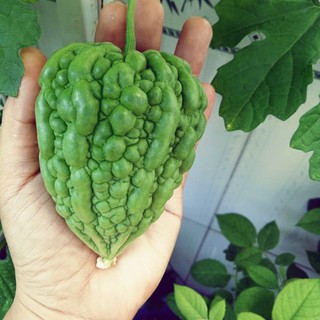 Hạt giống Mướp đắng trái tim( mướp đắng trái táo)