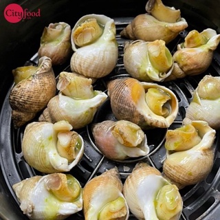 Ốc Bulot Pháp