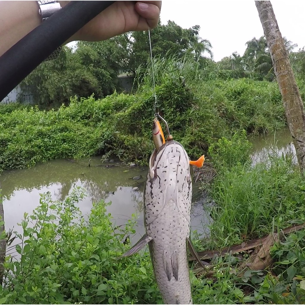 Khóa lure Seaknight, maní lure snap cứng đàn hồi tốt không rỉ sét