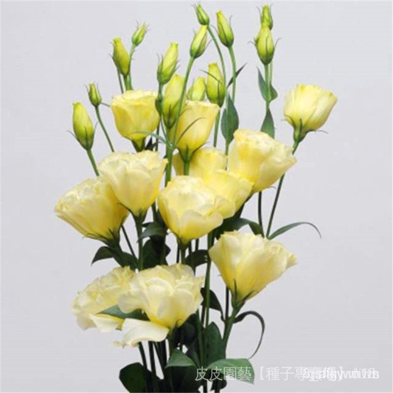 Hạt giống hoa cát tường chuông cắt cánh kép hạt giống cây lâu năm 50h