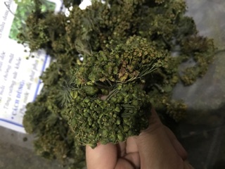 Hoa tam thất 1kg