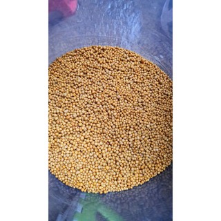 Phân tan chậm NPK 14 14 14 Oscomote Mỹ
