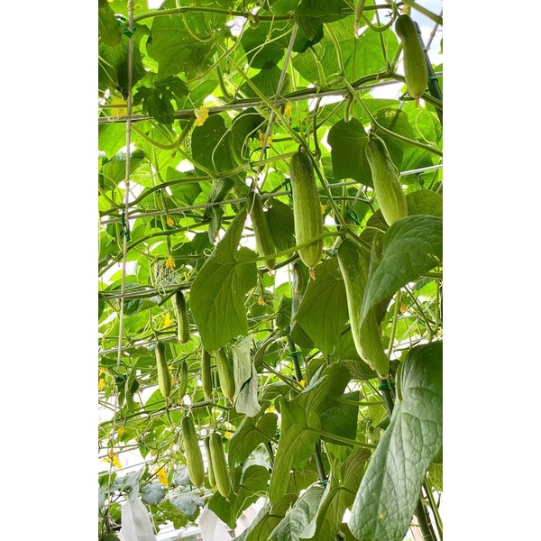 Dưa chuột nếp VL103 F1 - Tỉ lệ nãy mầm >95%
