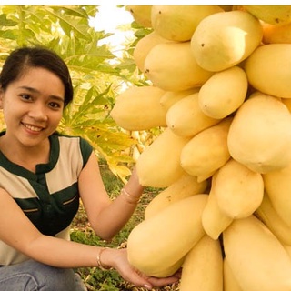 Hạt Giống Đu Đủ Da Vàng