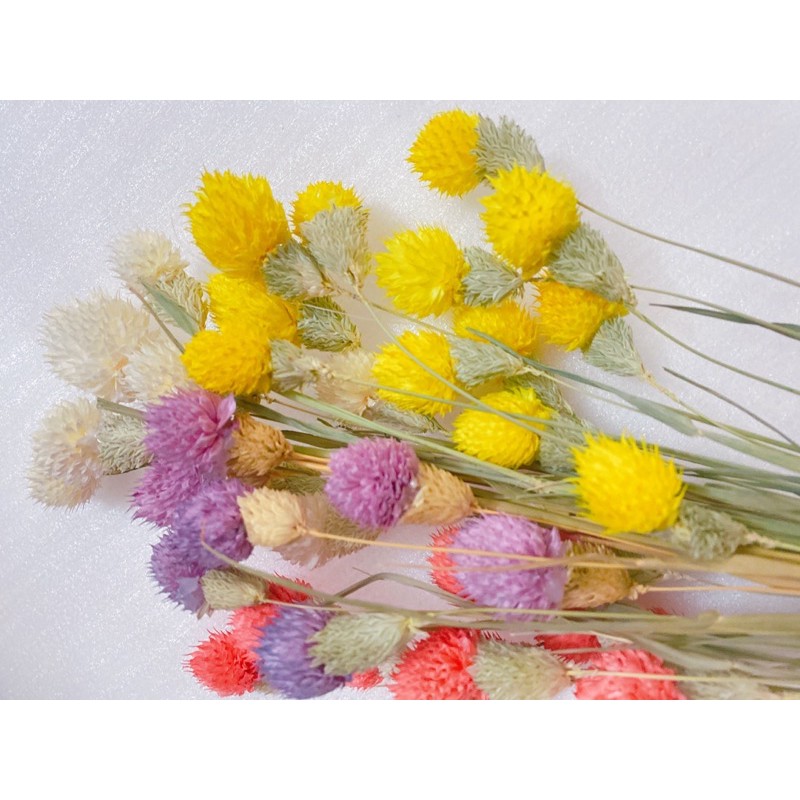 Hoa Thiên Nhật vàng rực rỡ ❤️FREESHIP❤️ Hoa khô trang trí phòng ngủ, làm đồ handmade