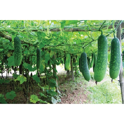30 Hạt Giống Bí Đao  Vỏ Xanh Trái Ngắn