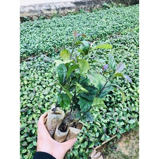 Hạt Giống - Cây giống Xạ Đen( chuẩn Hoà Bình, ngọn tím lá răng cưa) hỗ trợ u bướu, ung thư, men gan, huyết áp