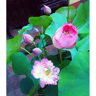 RẺ VÔ ĐỊCH - HẠT GIỐNG SEN CUNG ĐÌNH