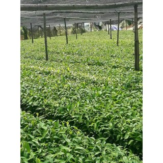 Cây quế giống combo 10 cây