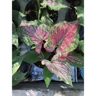 Cây kiểng lá môn Thiên Nga - Caladium Thai Beauty
