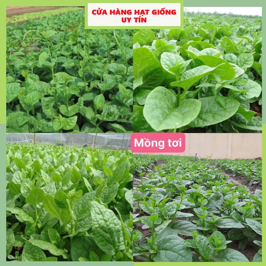 Hạt Giống Rau Mồng Tơi F1 Loại Siêu Dễ Trồng kháng sâu bệnh năng xuất cao [ gói 200 gram, 500 gram, 1kg]