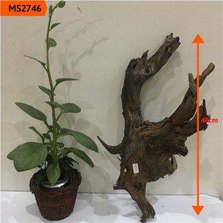 Gỗ lũa thủy sinh, lũa hồ cá, lũa bán cạn, tiểu cảnh cho bể vừa và lớn