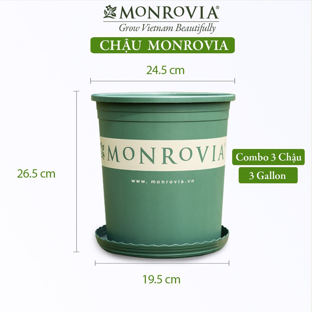 COMBO 3 Chậu nhựa trồng cây MONROVIA 3 Gallon