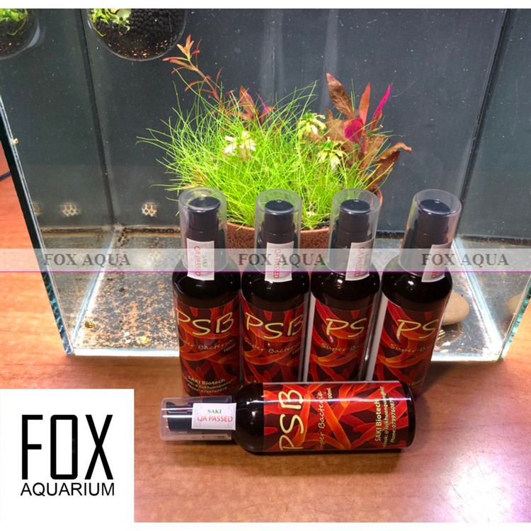 Vi khuẩn quang hợp psb - làm trong nước bể cá- khử mùi hôi tanh