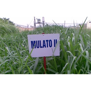 Hạt Giống Cỏ Mulato 2 - Gói 100Gr