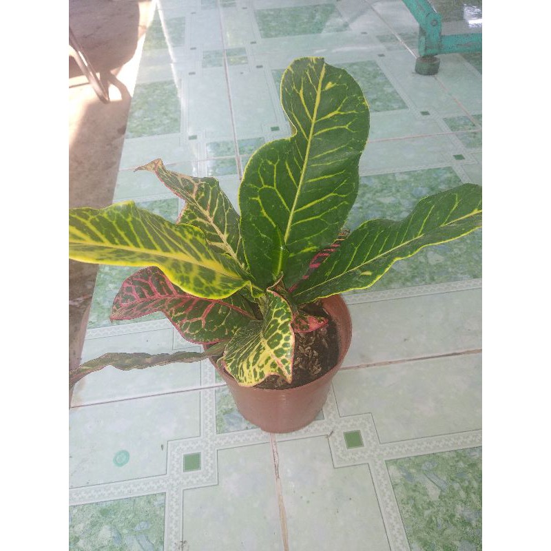 Croton thái cây lá màu