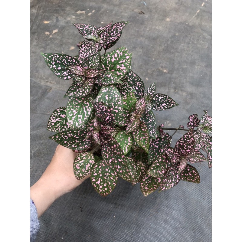 Chậu cứng Combo sắc hồng tím cực xinh