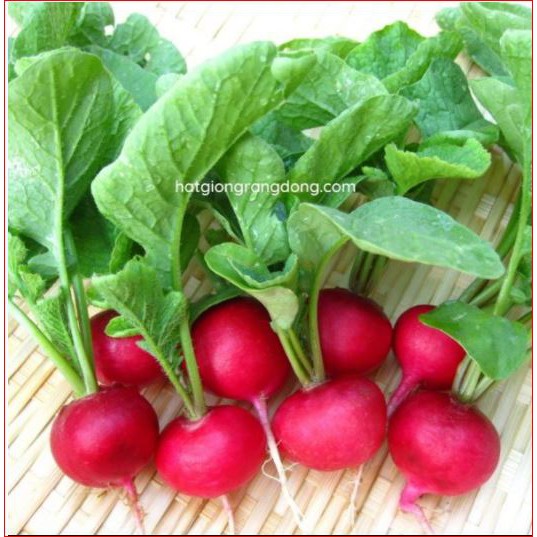 Củ Cải Đỏ Tròn BABY