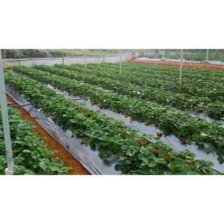 HẠT DÂU TÂY ALIBABA - GÓI 50 HẠT