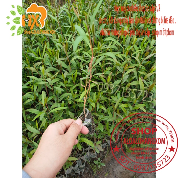 TRÀM ÚC CÂY GIỐNG