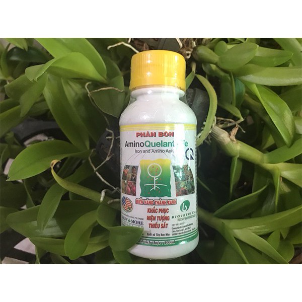PHÂN BÓN LÁ AMINO FE Chai 100ml - BIẾN LÁ VÀNG THÀNH LÁ XANH Chai 100ml Bổ sung vi lượng sắt