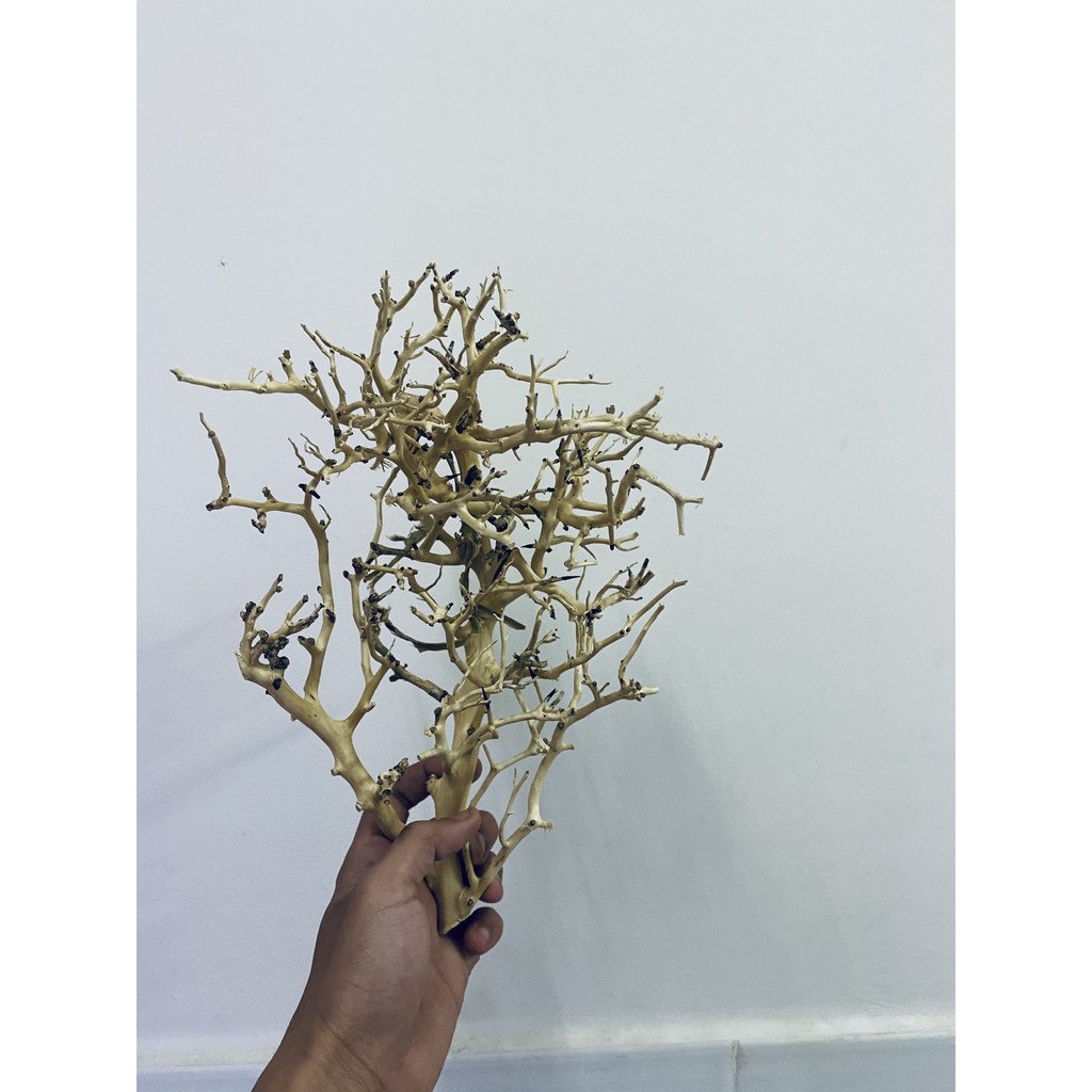 Lũa Xương Chùm (50gram) | Trang trí Thủy Sinh | Size To - Nhỏ |Mua nhiều giảm giá|