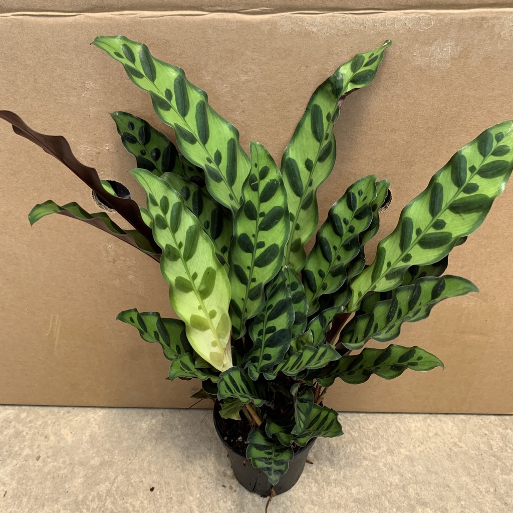 Cây đuôi phượng xum xuê lá cao 25-30cm, cây phong thủy để bàn, trồng nội thất mang đến tài lộc, thịnh vượng