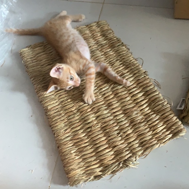 Thảm lót cho sóc thỏ , bọ , chinchilas 25x40