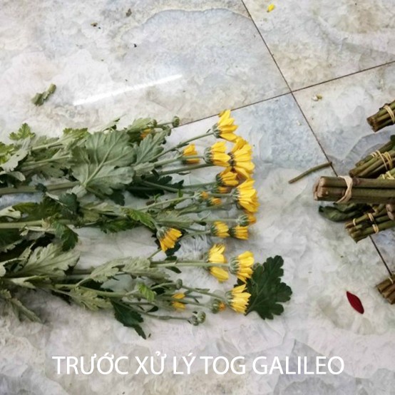 Nước Cắm Hoa Lâu Tàn Israel Dành cho Vựa Hoa TOG Galileo (Chai 100ml) Giúp Kiềm Hoa Không Nở và Hoa Tươi Lâu tại vựa hoa