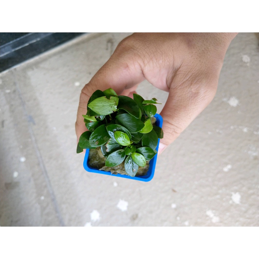 Ráy Nana Lá Nhỏ - Cây Ráy Thuỷ Sinh Không Cần Co2