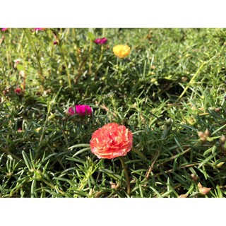 Hoa mười giờ cánh kép (1 cành)