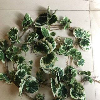 Dây leo viền trắng