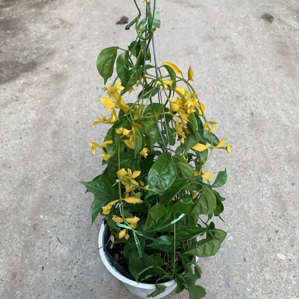 Cây lan hoàng dương trồng chậu treo rủ và leo giàn dài 30cm, cây hoa nở quanh năm, chậu hoa treo ban công, sân vườn