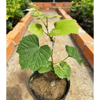 Cây nho keo giống Ninh Thuận