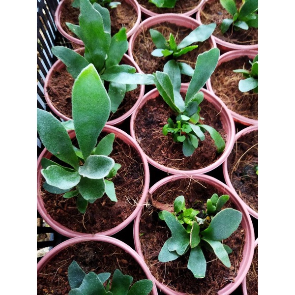 Chậu cứng Ổ rồng con- Platycerium Alcicorne