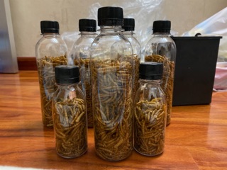 Sâu rang Hamster (Sâu khô, Sâu sấy)