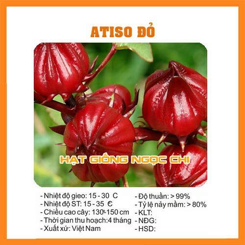 Hạt Giống Hoa Atiso Đỏ - 10 Hạt